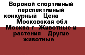 Вороной спортивный перспективный конкурный › Цена ­ 180 000 - Московская обл., Москва г. Животные и растения » Другие животные   